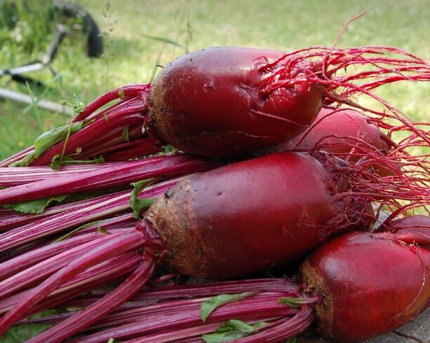 beet