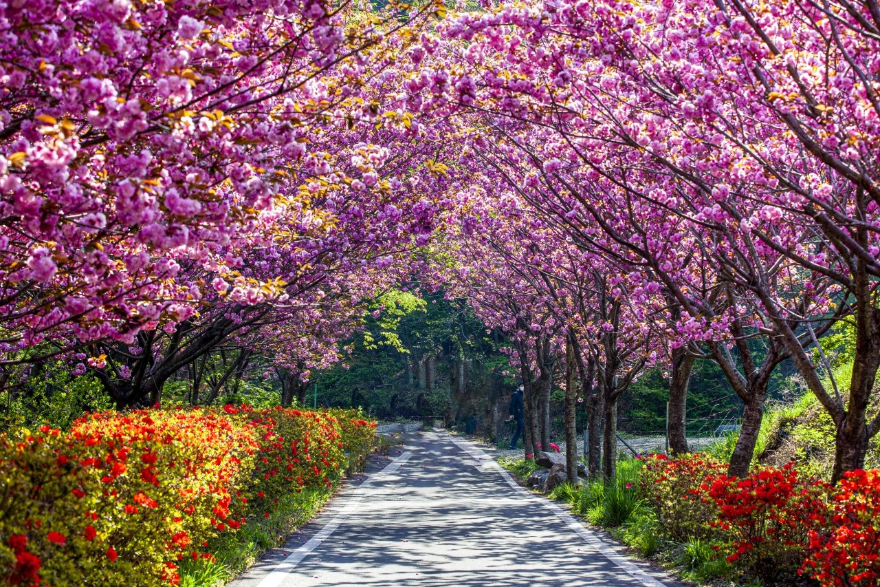 겹벚꽃 길 따라풍경