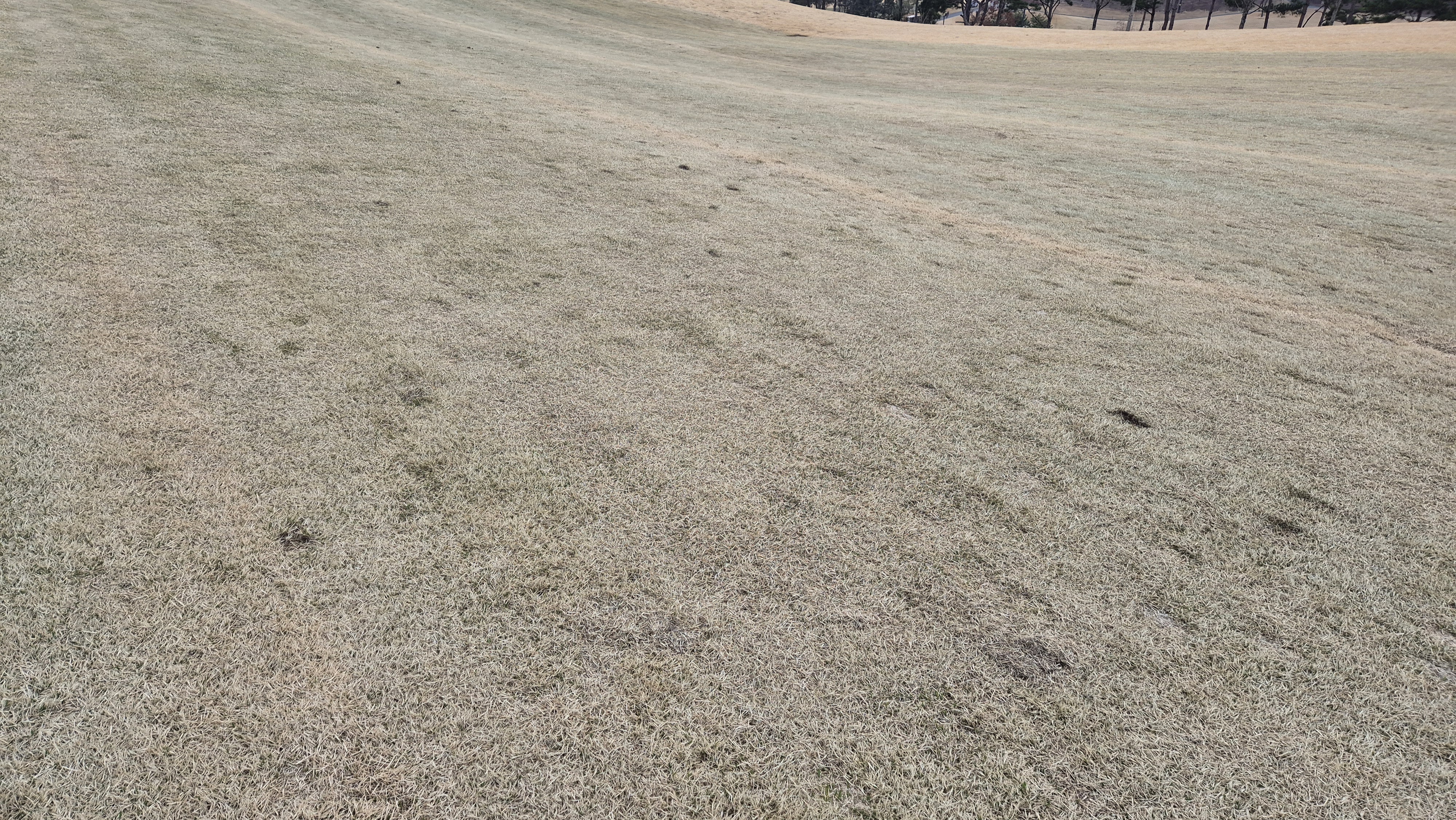 세현cc 코스 관리 상태