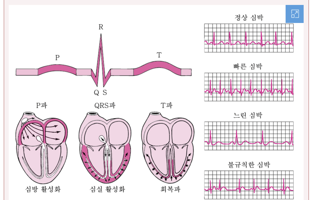 심전도 측정 가능한 스마트워치 추천 BEST3
