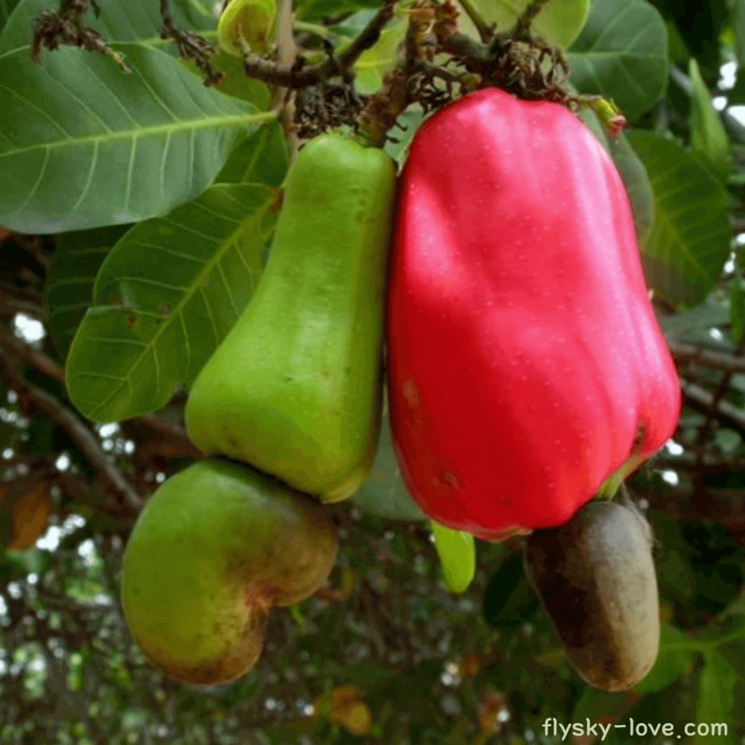 캐슈 애플(Cashew Apple)
