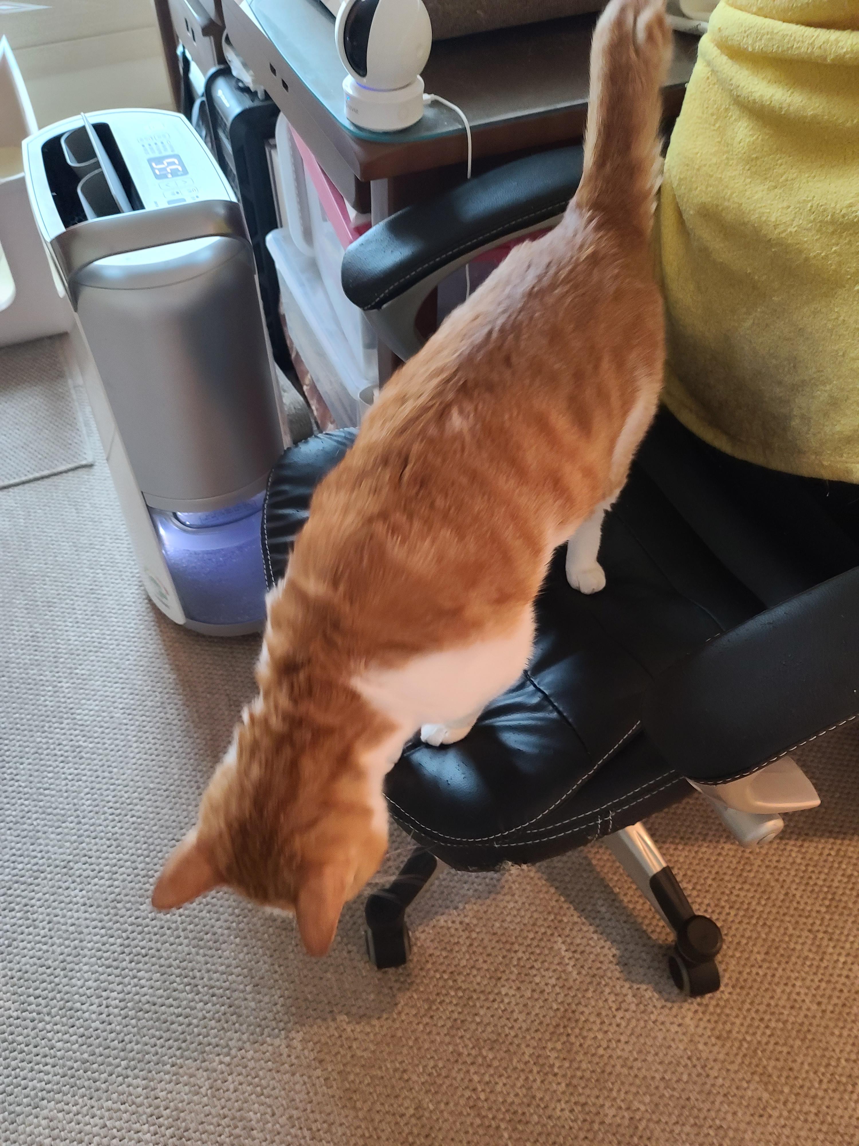 막둥이 발라당의 이유...ㅜㅜ