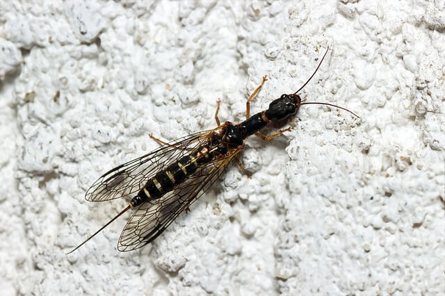 초파리 없애는 방법 퇴치법 생기는 이유 박멸 노하우