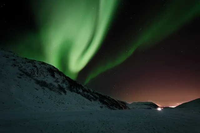 화분 잎타는 현상 예방 차광커튼 시간대조절 직사광관리 요령_2