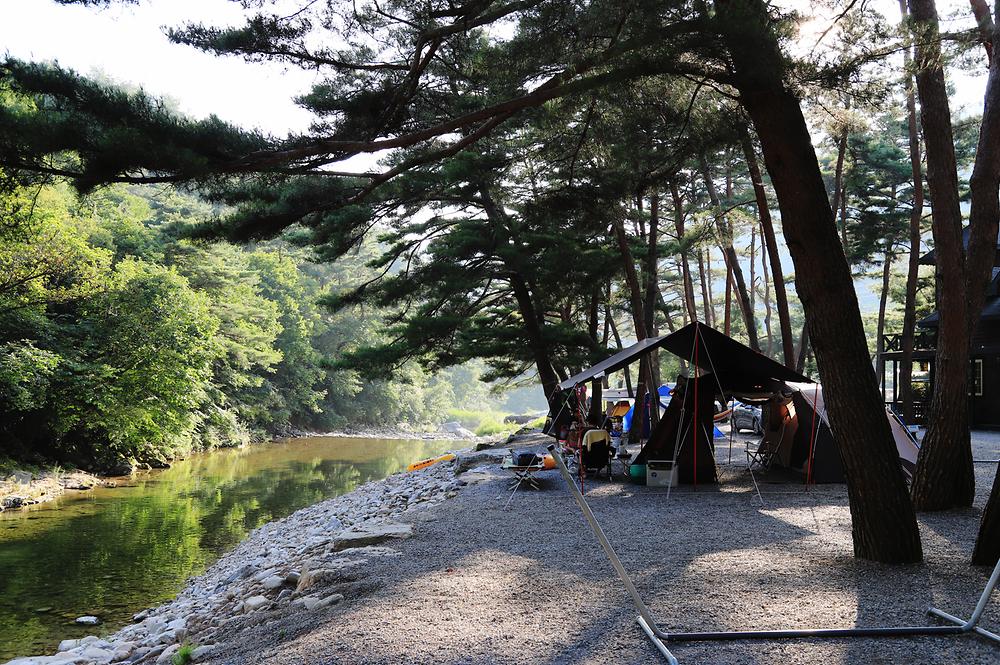 인생캠핑장, 영월 솔밭캠프장 소개