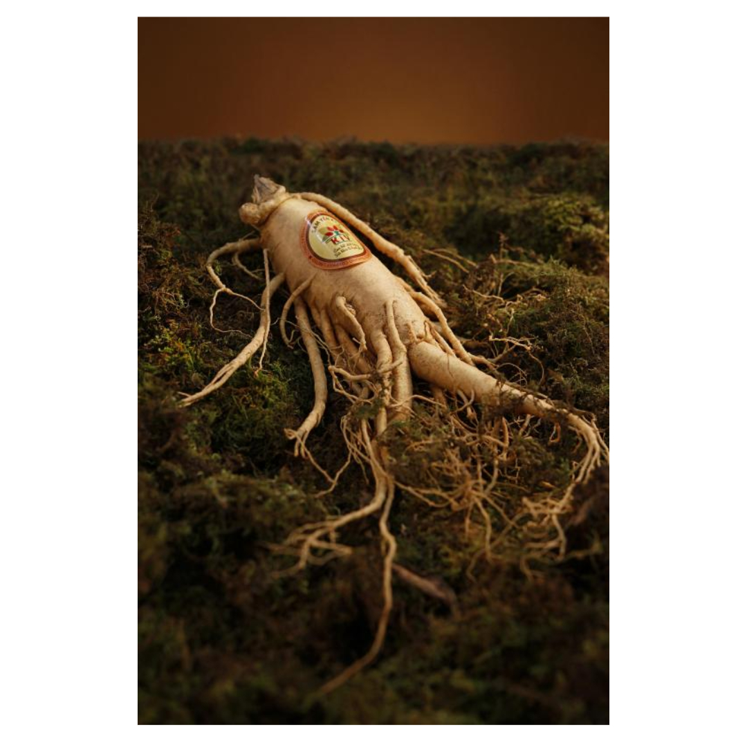 홍삼과 관련된 사진입니다.