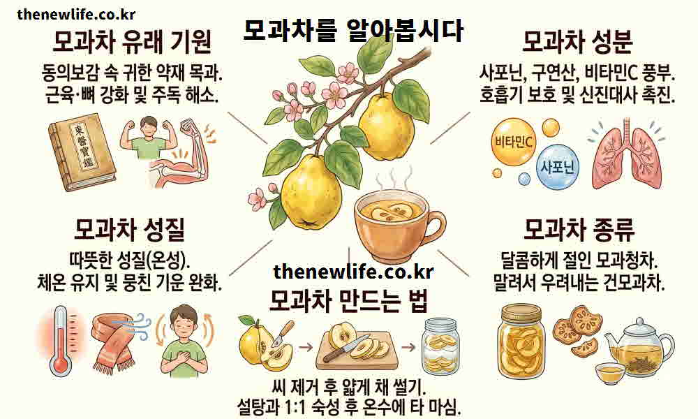 모과차 효능 기본정보