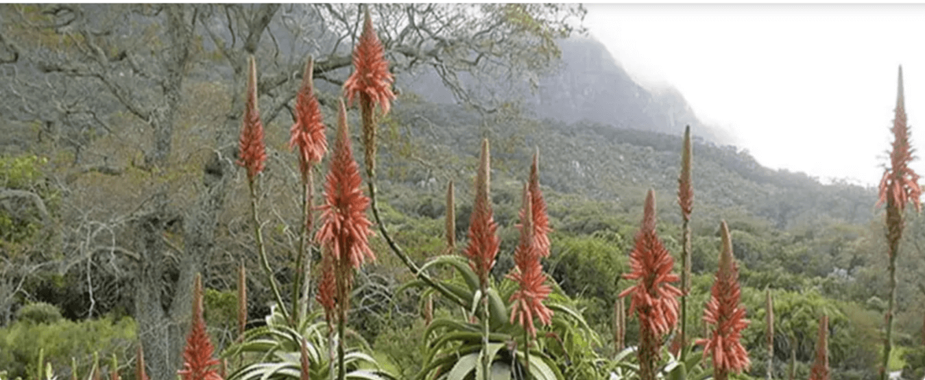 웰릿 이뮨베라 효능 총정리