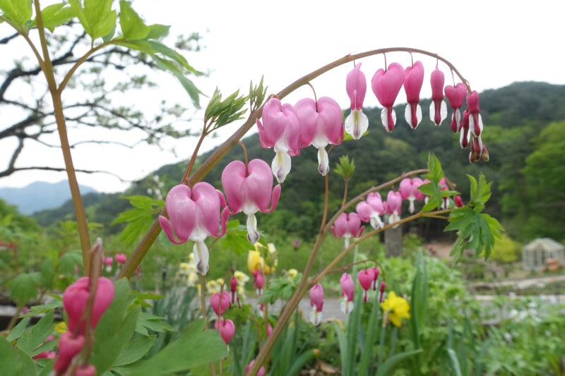 특색있고 아름다운 민간 정원 30선 추천 여행 - 12. 인제 찍박골 정원