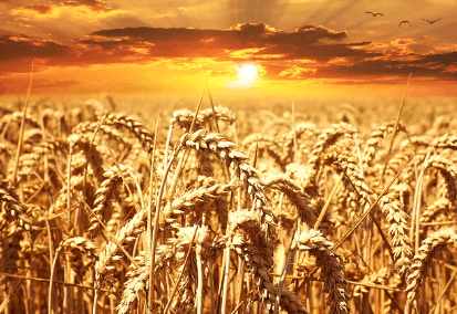 2024 기본형 공익직불금 신청자격 대상 신청방법