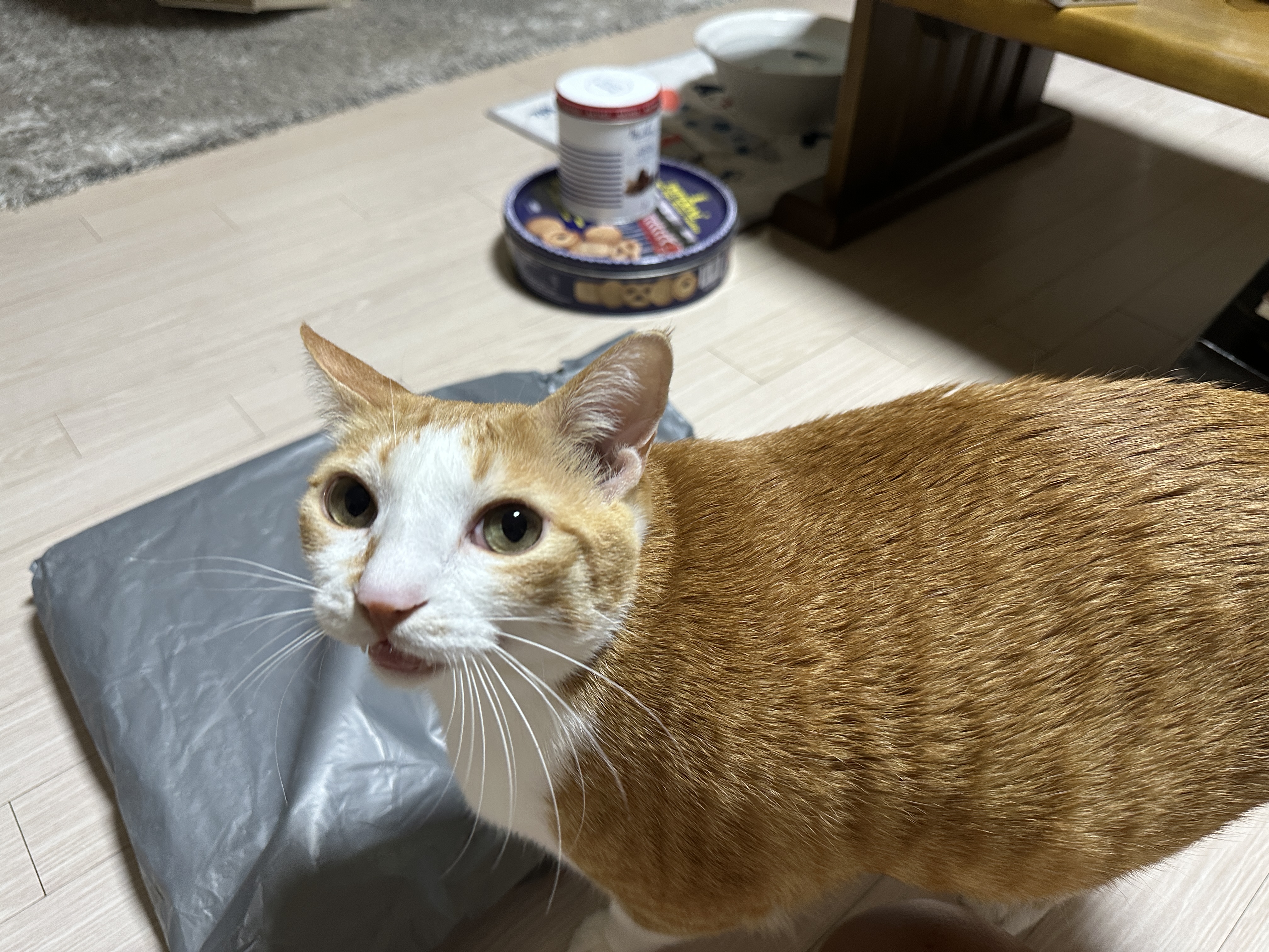 디어캣 캣폴 기둥 스크래쳐 카펫을 교체했다 (feat.신난 냥냥이들 반응)