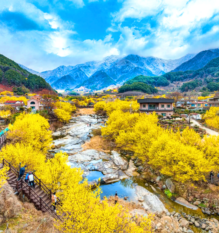 구례산수유축제