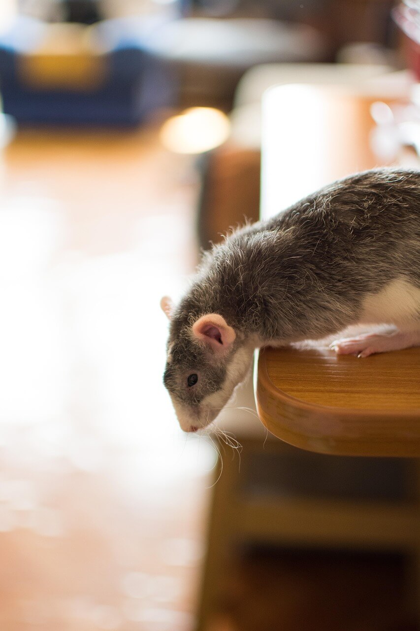 2025년 7월 쥐띠(子띠) 운세