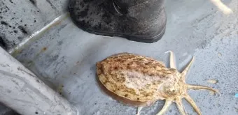 갑오징어 제철 시기 요리 레시피 황금레시피_23