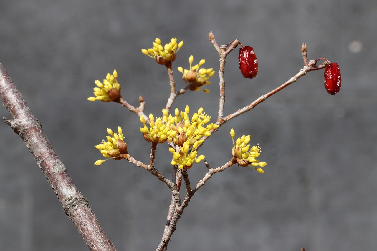 구례 산수유꽃 축제기간