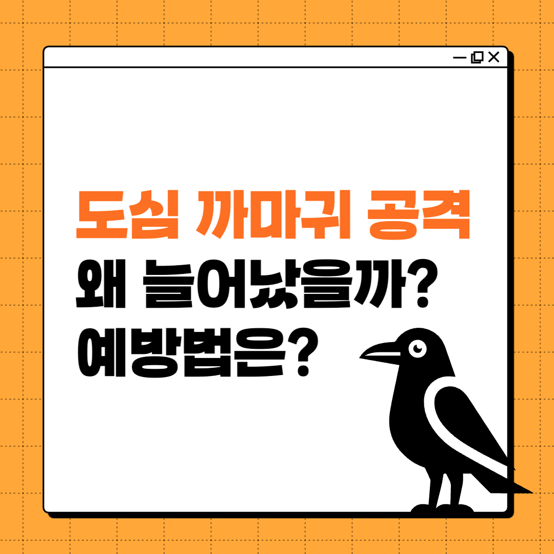도심 까마귀 공격, 왜 늘어났을까? 예방법은?