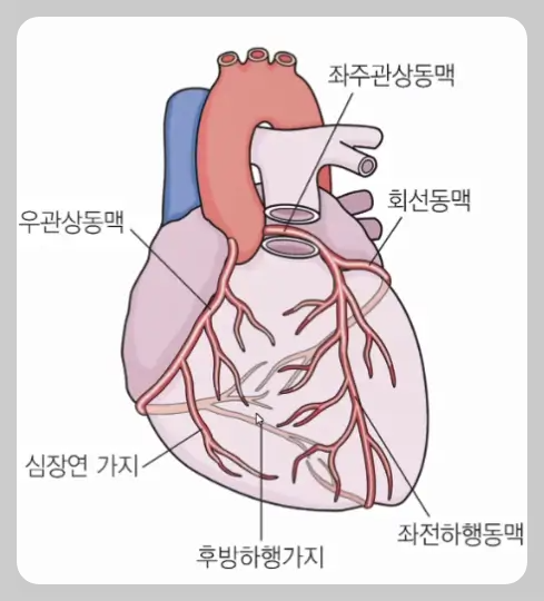 관상동맥 위치