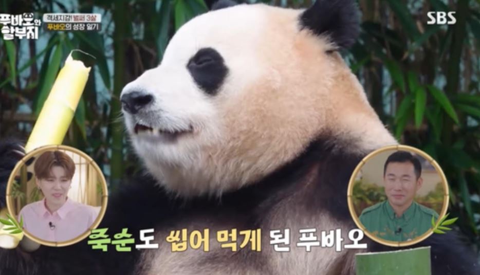 죽순먹는 푸바오