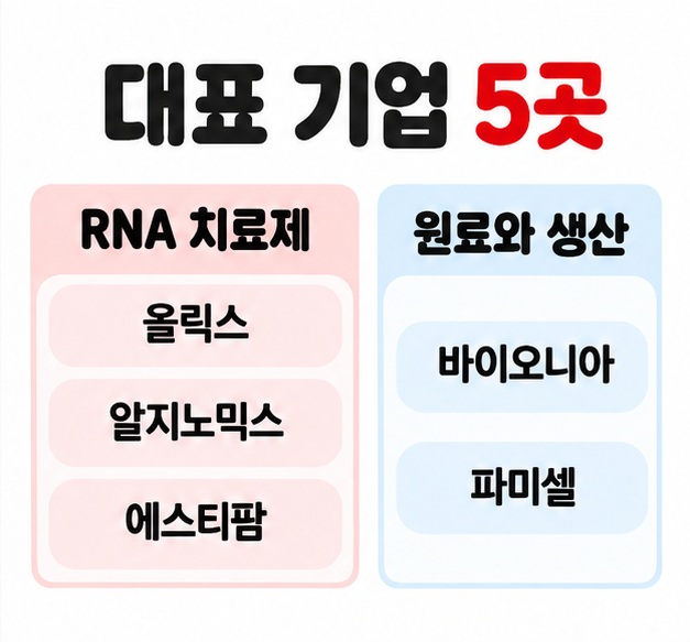 올릭스, 알지노믹스, 에스티팜, 바이오니아, 파미셀을 RNA 치료제와 원료 생산 분야로 나누어 보여주는 카드