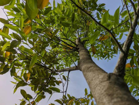 약용 식물 침향의 효능과 약효 성분, 의학적 활용 방법