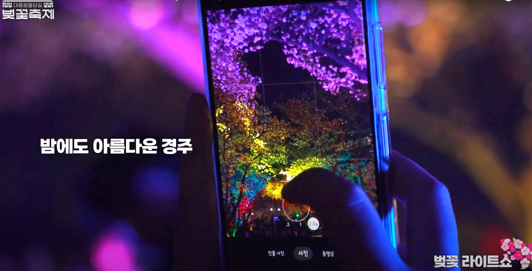 경주 대릉원 돌담길 벚꽃축제