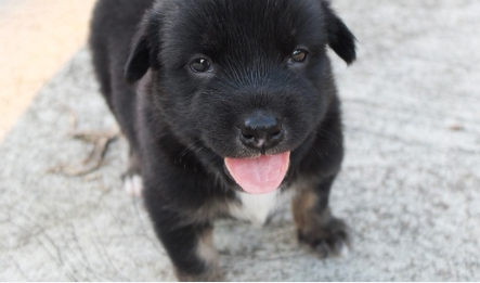 강아지 쿠싱증후군 7가지 원인