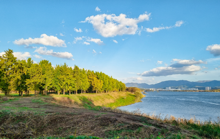 고령 은행나무숲