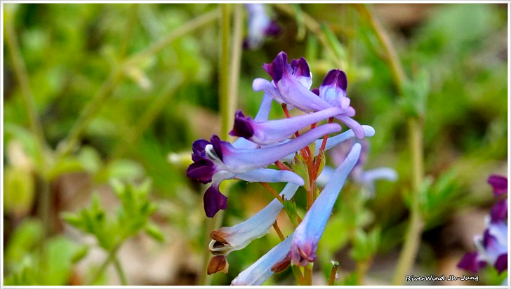자주빛깔 현호색