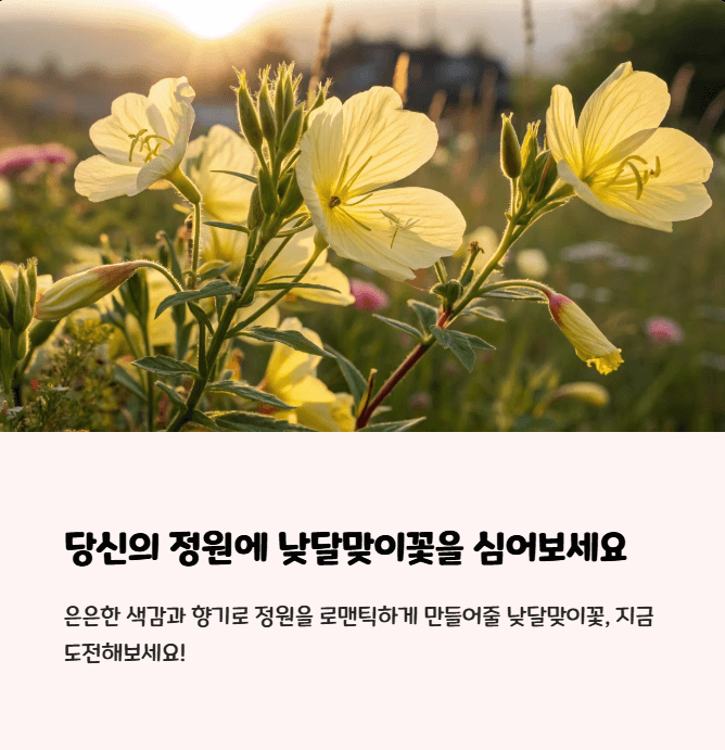 낮달맞이꽃