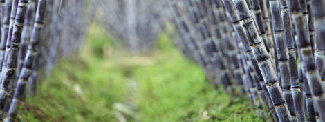 폴리코사놀의효능