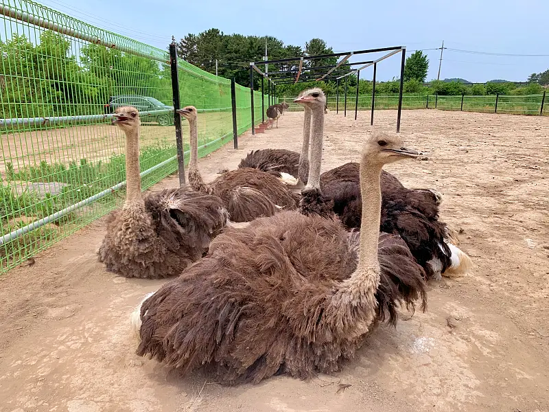 경남 함안 타조 농장 먹이주기, 퀴즈풀기, 알밟기, 교감하기 체험 가볼만한 곳 추천