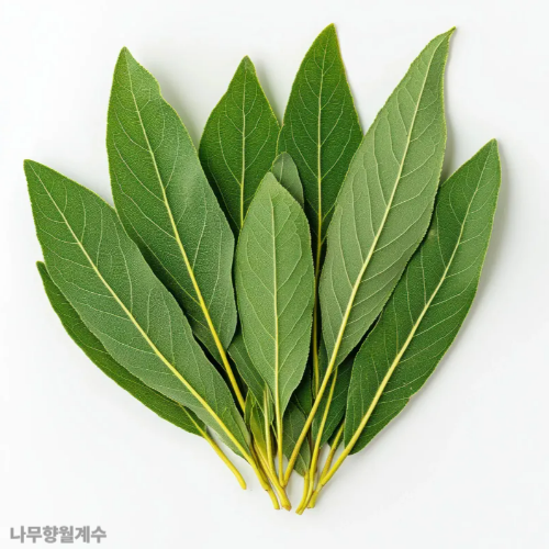 월계수잎