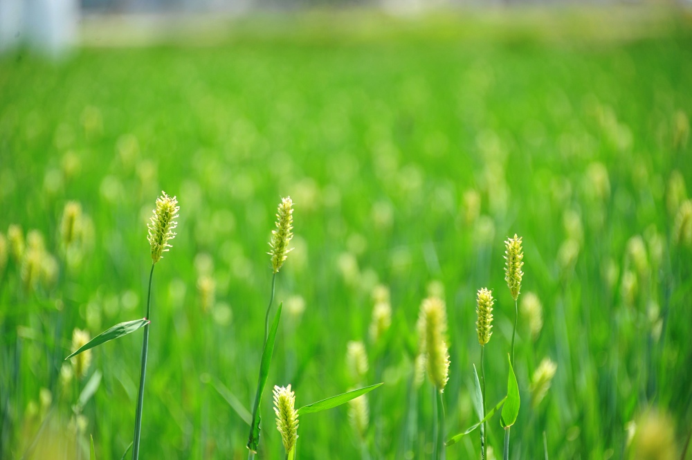 4월 마지막 주 보리 새싹 풍경