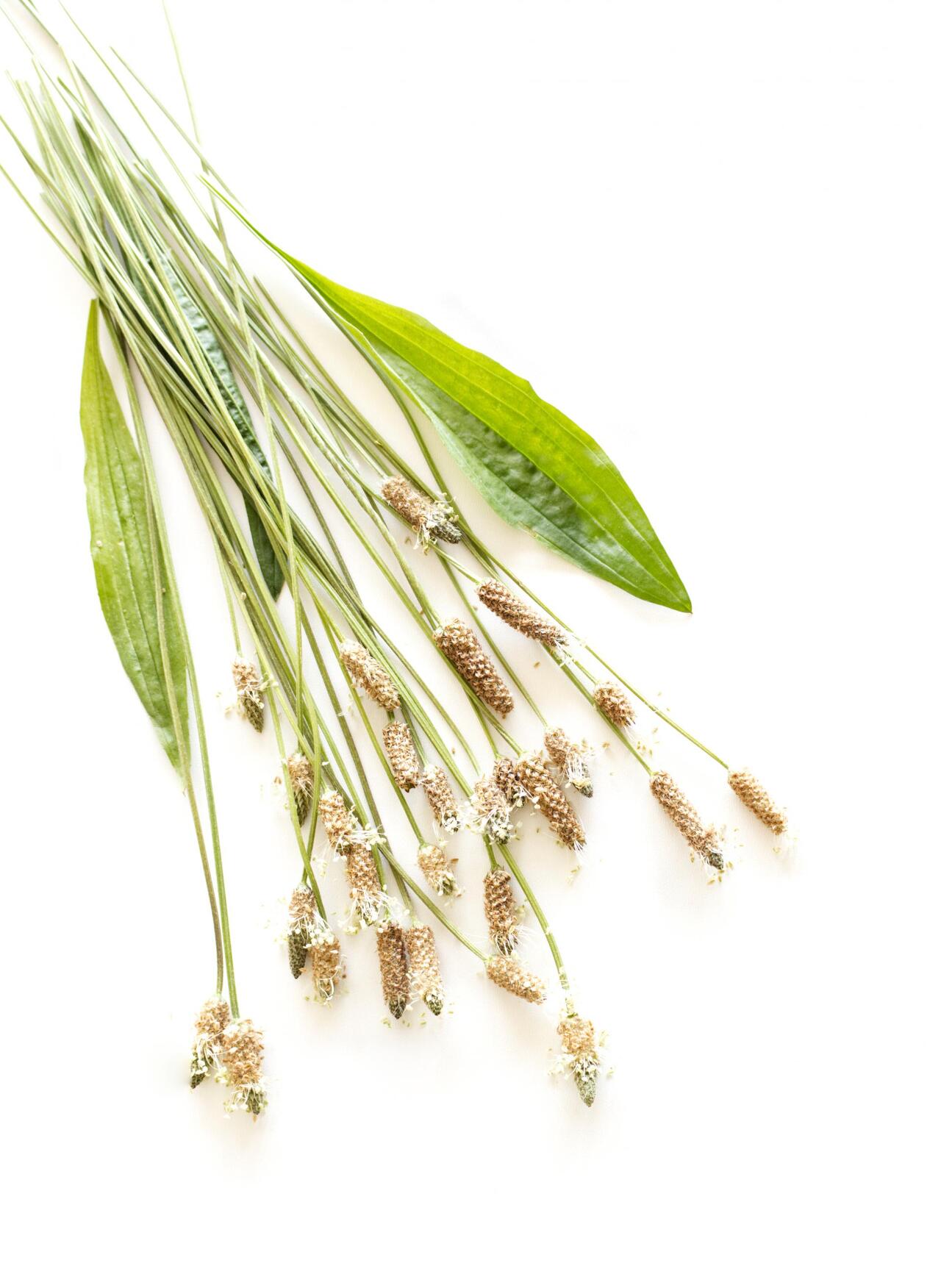 차전자피 효능 먹는법 부작용 (2주 섭취 후기)