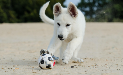 피부병 치료 방법 관련 사진