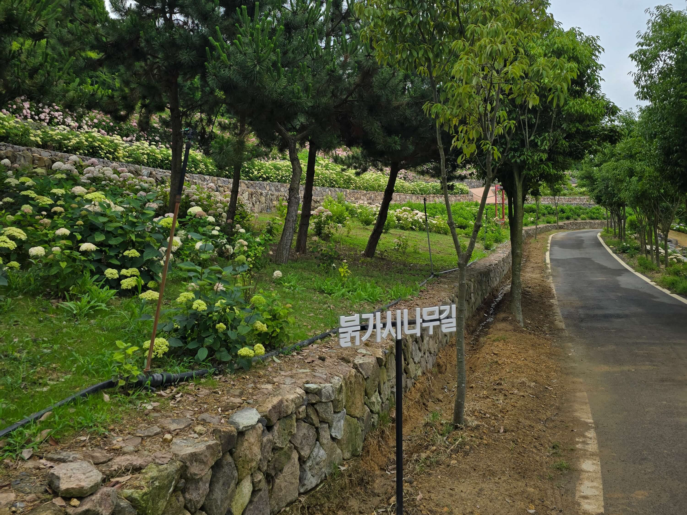 신안섬수국축제개화상황