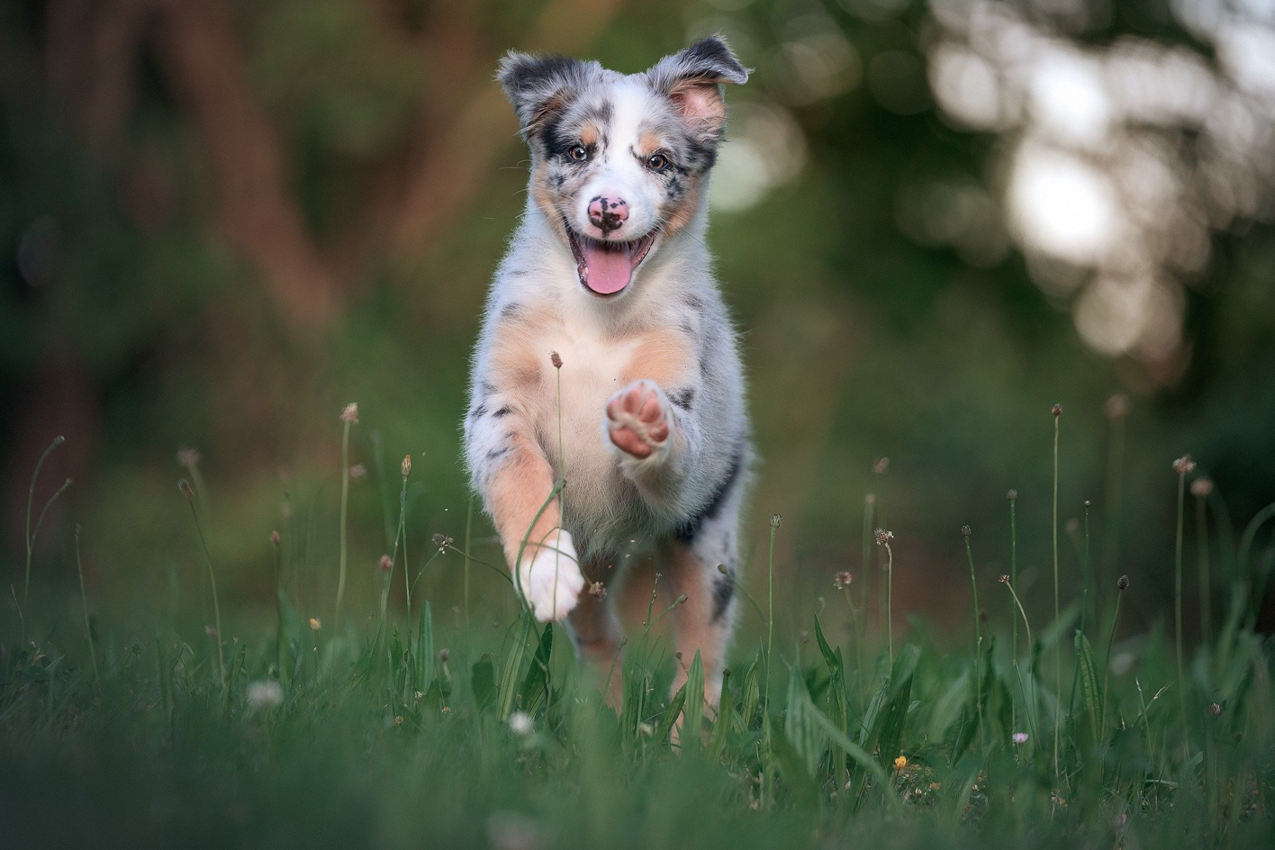 강아지 갑상선 기능 저하증에 좋은 음식 추천 효과적인 식단 관리 팁