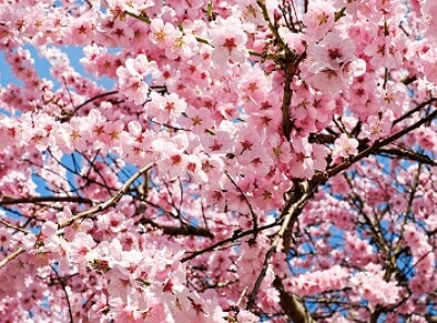 진해군항제 무료 셔틀버스 노선도, 기차 예매 꿀팁