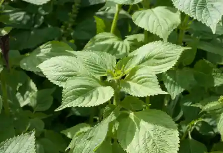 국산 들깨 가격 시세&amp;#44; 효능과 영양성분