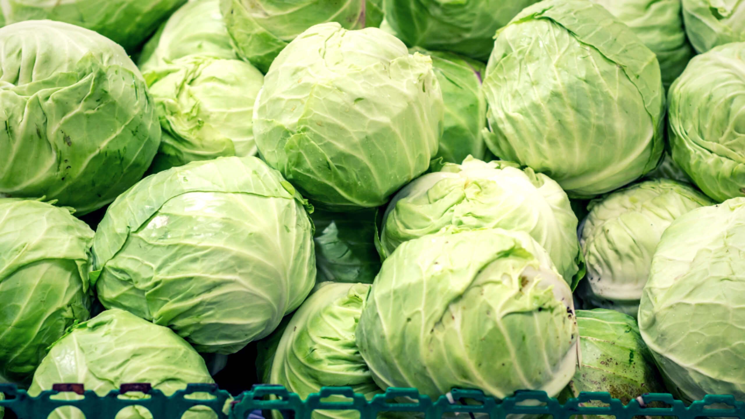 세계 3대 장수 식품 중 하나인 양배추