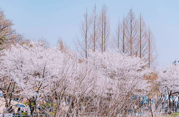 갈산누리 봄 축제