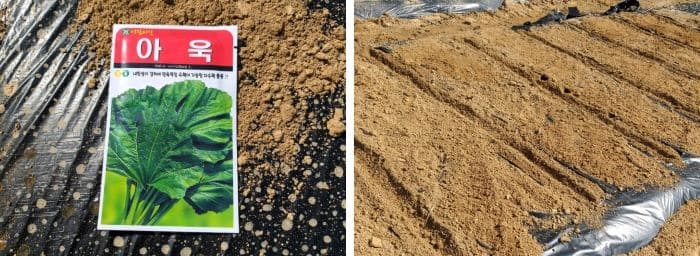 아욱-재배법-씨앗-파종시기-심는시기-파종방법-수확시기