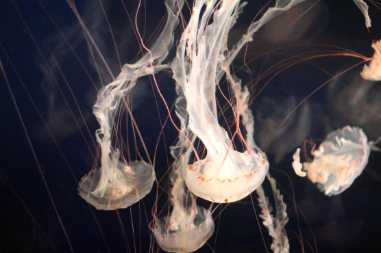 수명 끝판왕들 생물학적으로 죽지 않는 생명체들