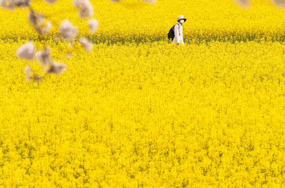 유채꽃