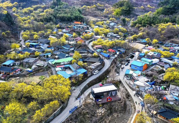 산수유꽃축제