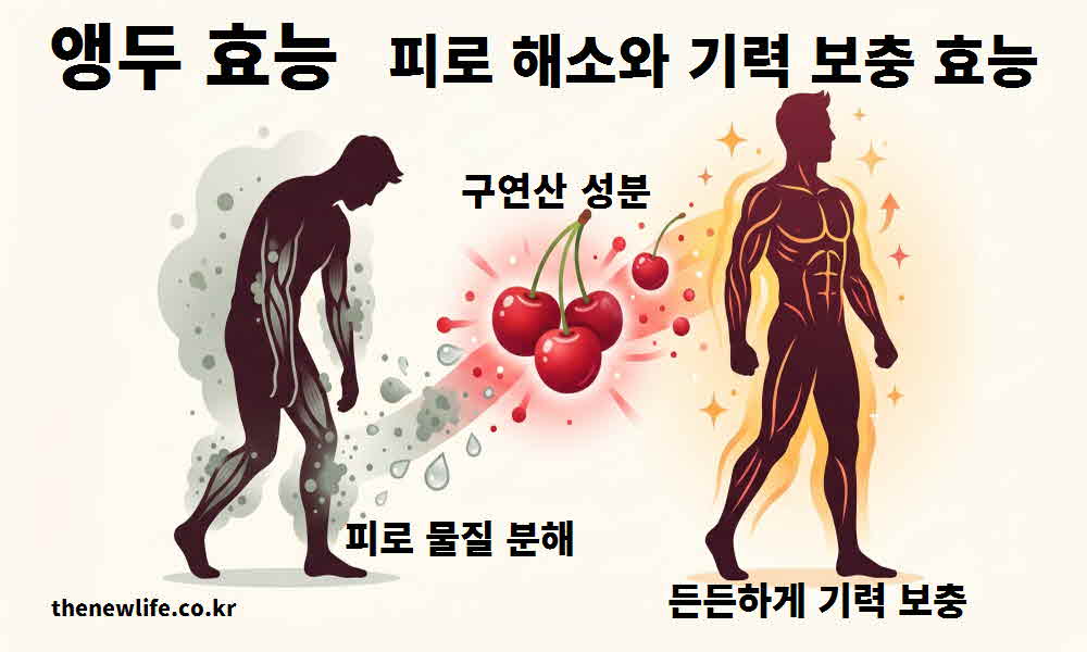 앵두 효능 피로 해소 기력 보충