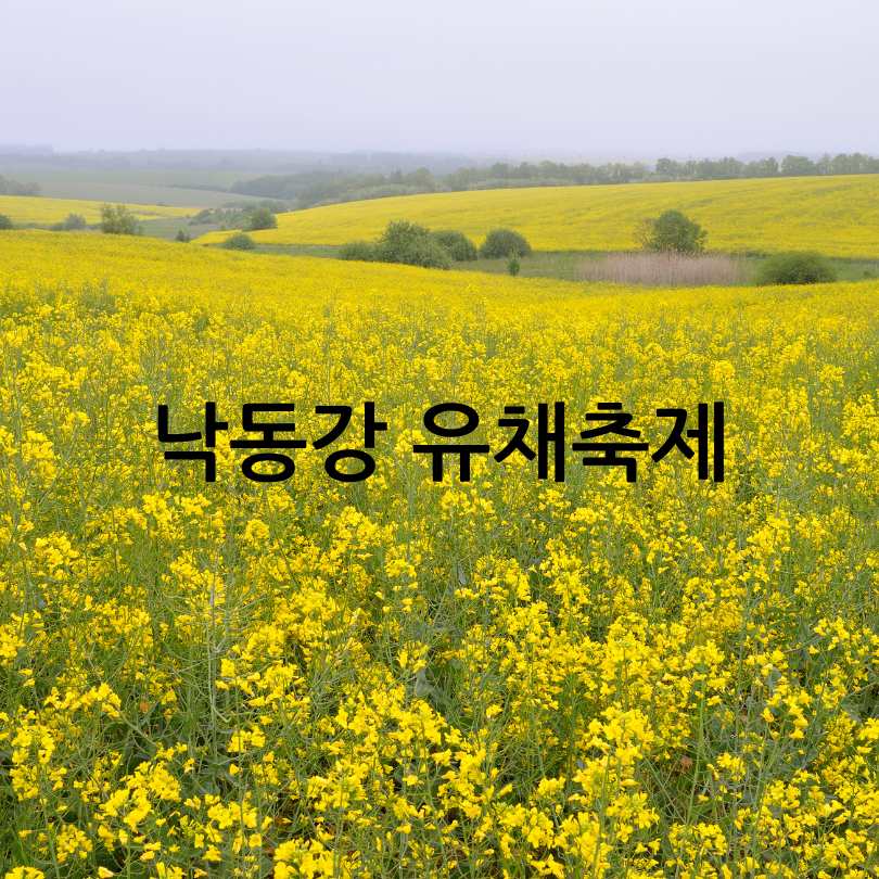 2025년 창녕 낙동강 유채축제