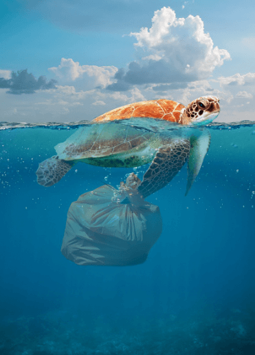 플라스틱 해양오염
