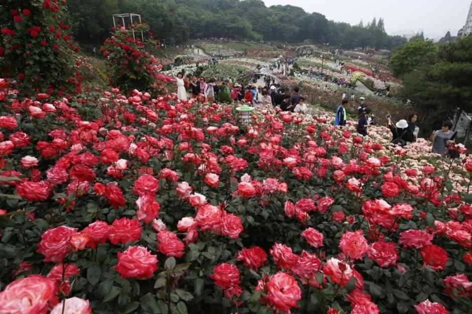 부천 백만송이장미원