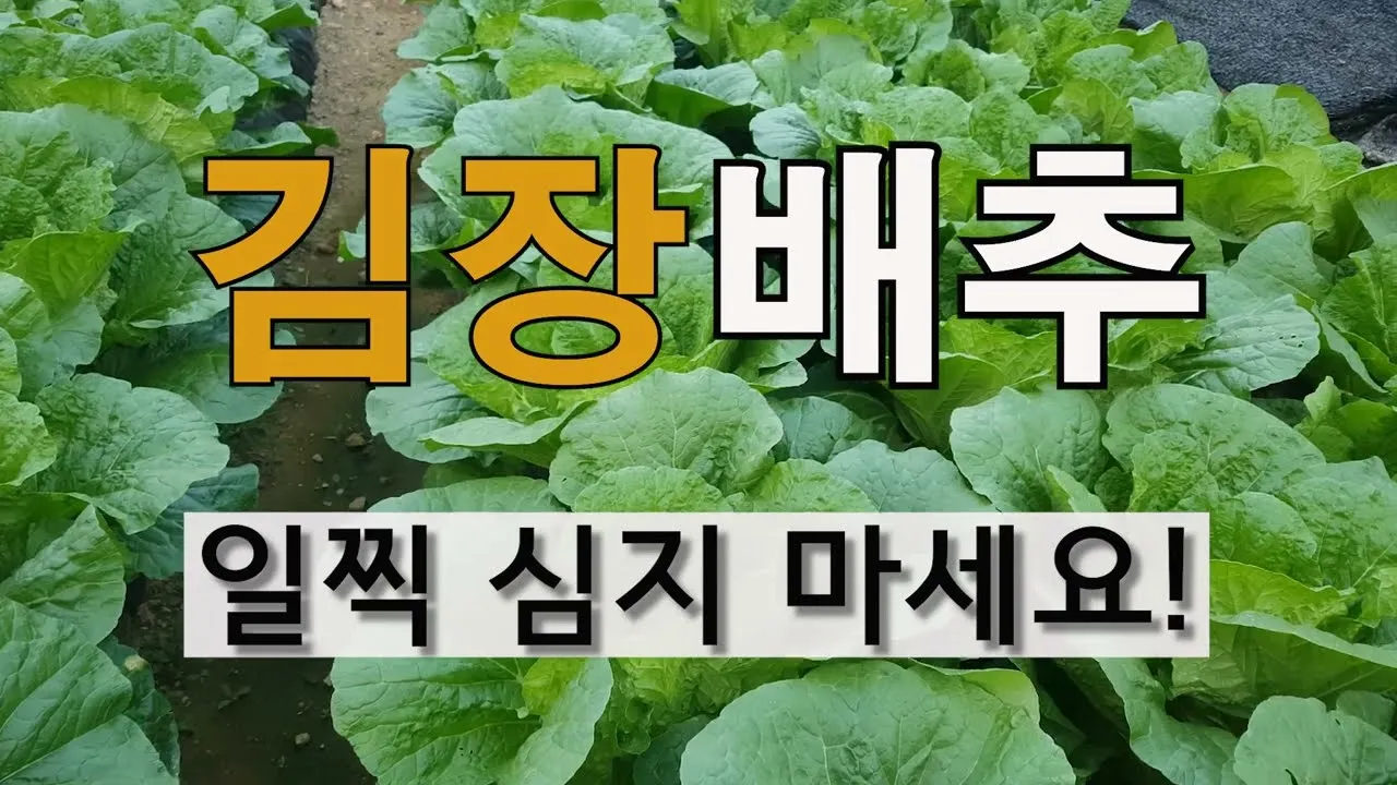 "가을배추
